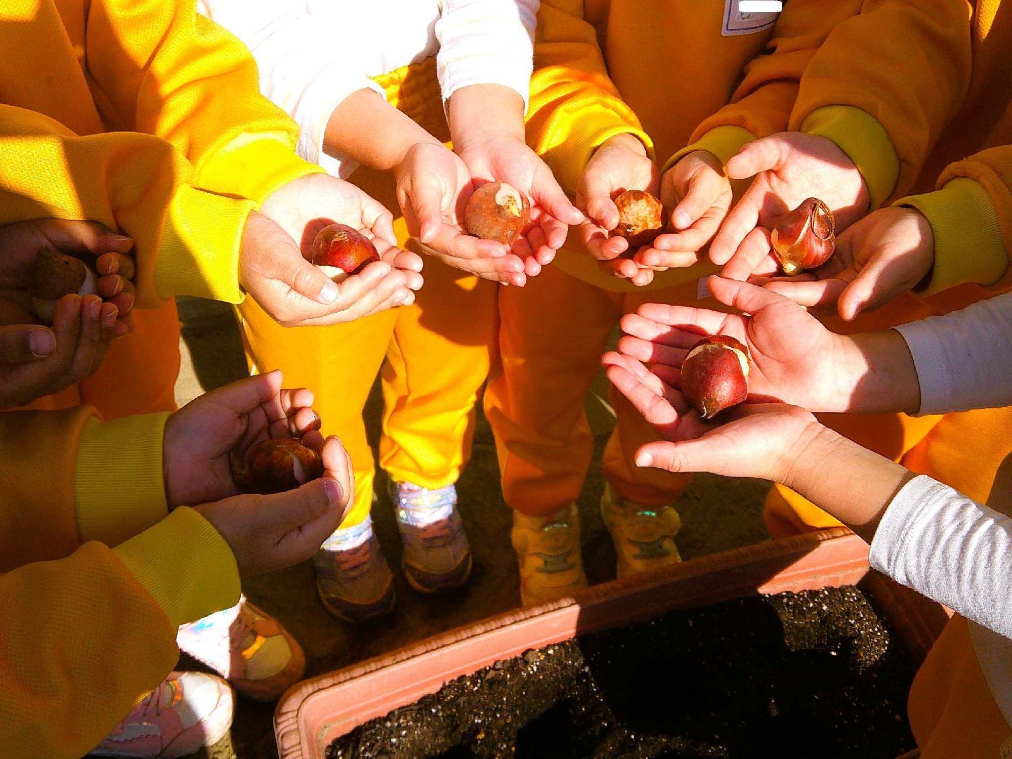 チューリップ🌷