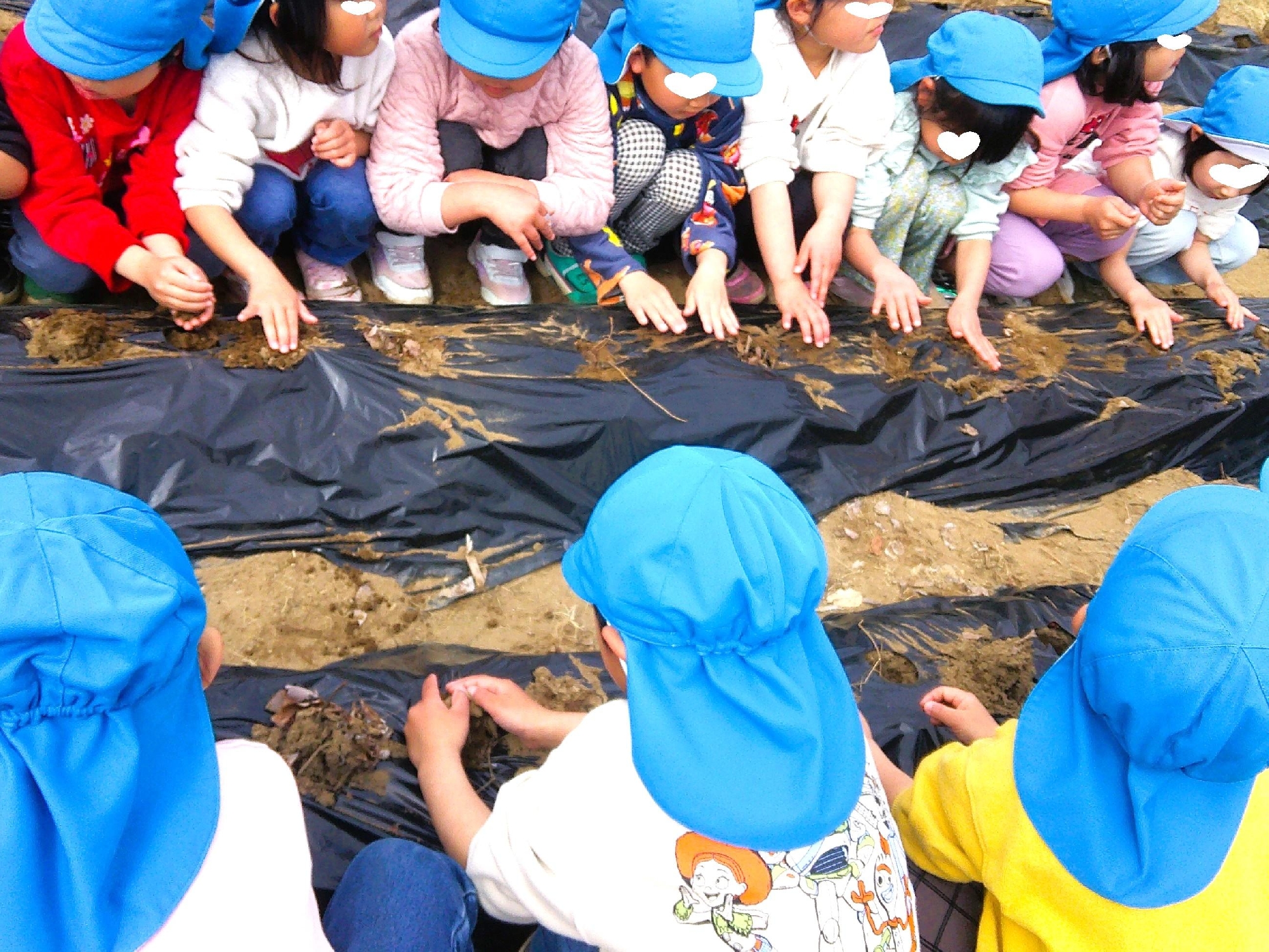 じゃがいもを植えました🥔