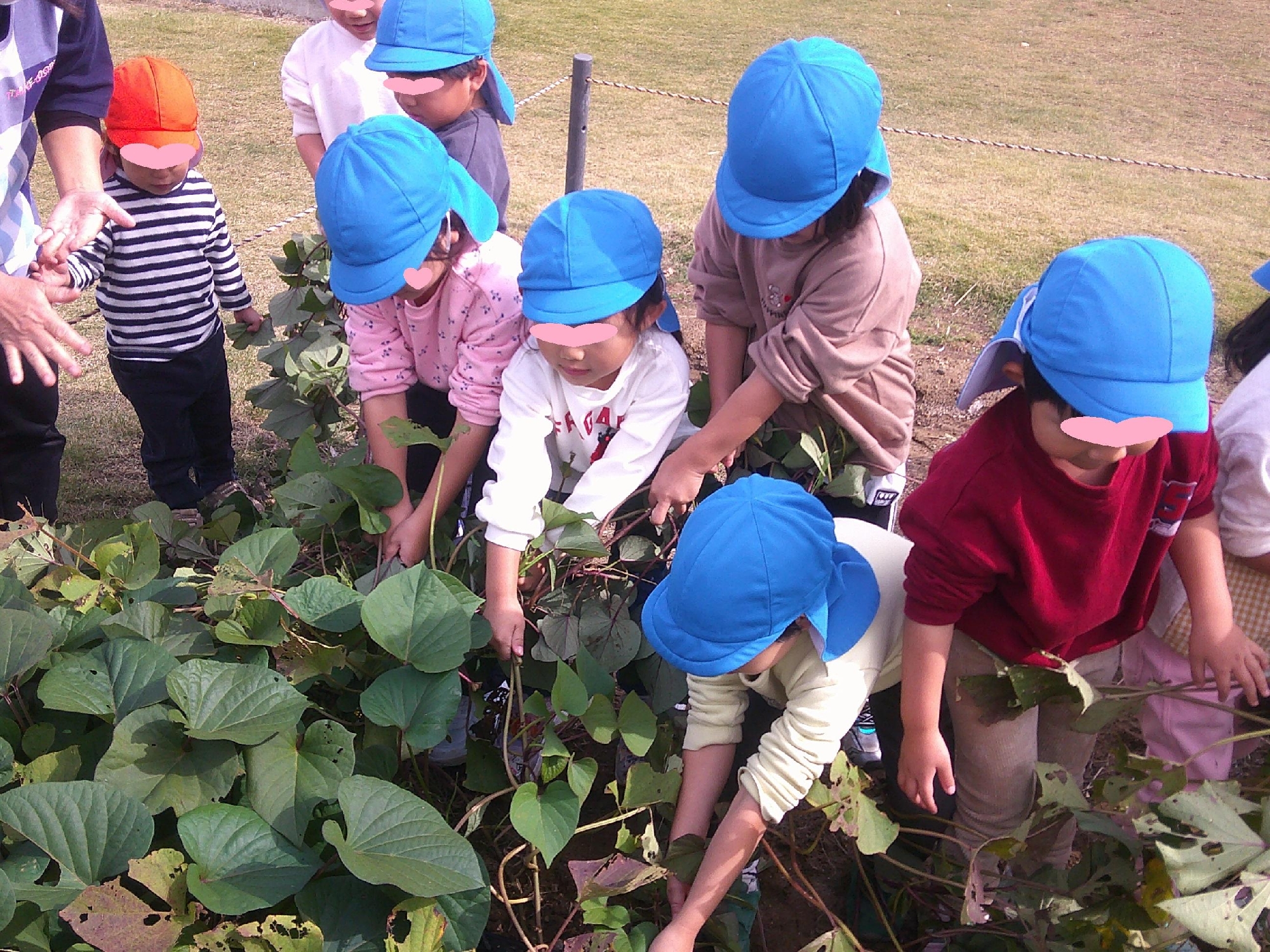 お芋ほり🍠（ぶどう組🍇４歳）