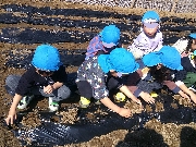 じゃがいもを植えました🥔